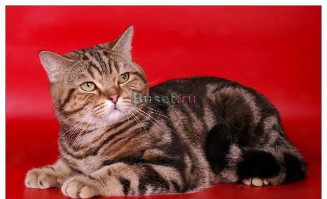 Коты для вязок Ярославль