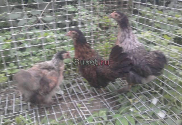 Карликовые куры Санкт-Петербург