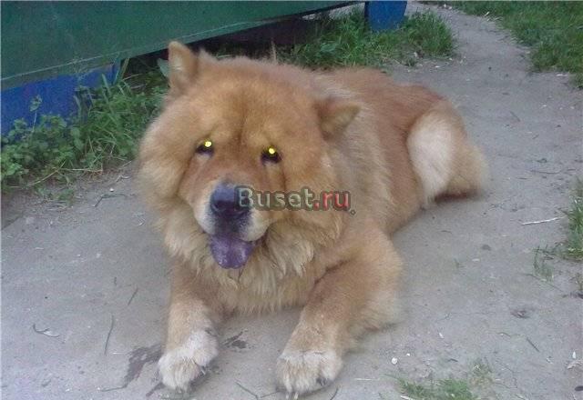 Взрослые чау-чау ищут новый дом Москва