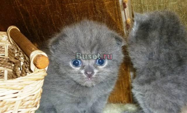 Шотландцы  классических  окрасов Москва