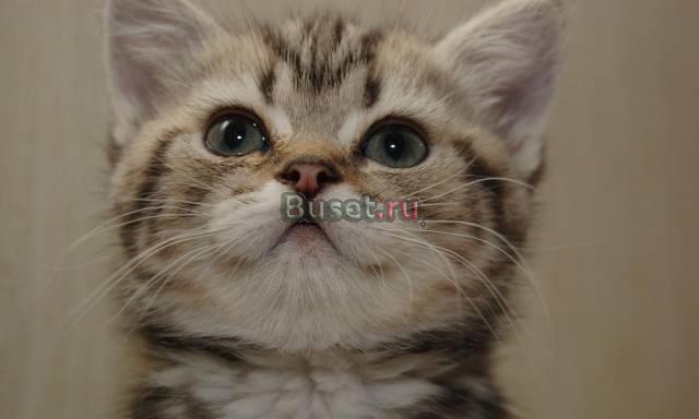 Котята Воронеж