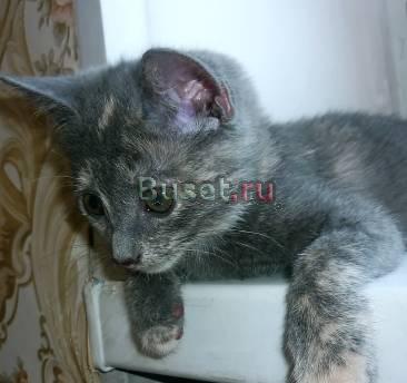 Британские котята Санкт-Петербург