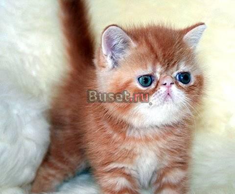 Экзотический котёнок кошечка Москва