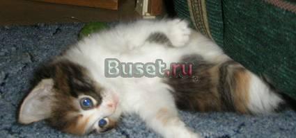 Котята в добрые руки Москва