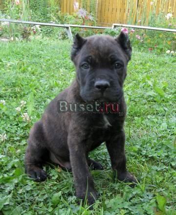 Продаются щенки кане корсо Королев