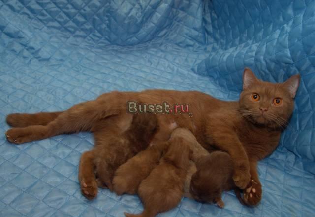 Продажа котят Британцев Новосибирск