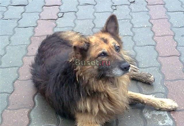 Джек ищет любящий дом Москва