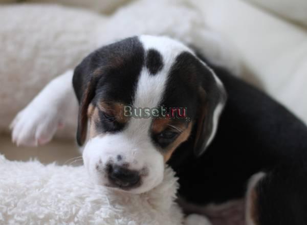 Щенки бигля Королев