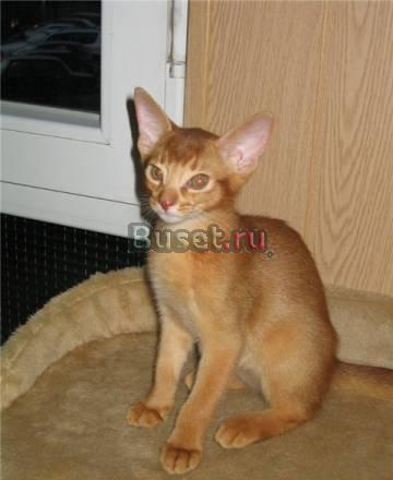 Абиссинский котёнок ждёт хорошего хозяина Москва
