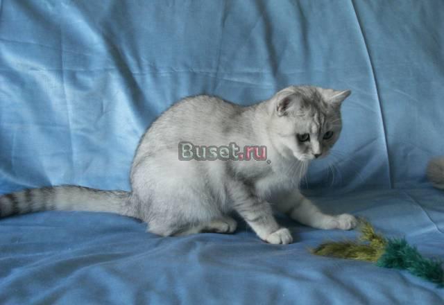Британские котята Краснодар