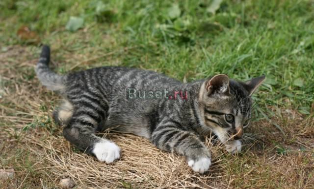 Отдадим в хорошие руки котеночка Санкт-Петербург