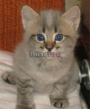 Котят в добрые руки Электрогорск