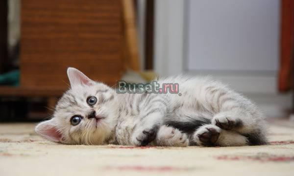 Британские плюшевые котята Москва