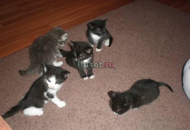 Отдам котят в добрые руки Москва