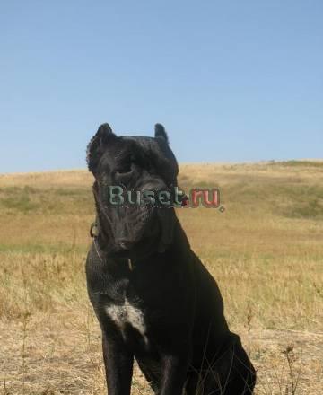 Кане корсо для вязок Воронеж