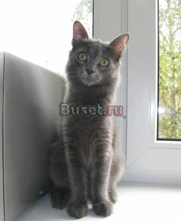 Отдам котенка Москва