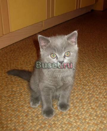 Британский котенок Ижевск