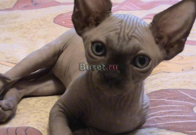 Котята Канадского сфинкса Москва