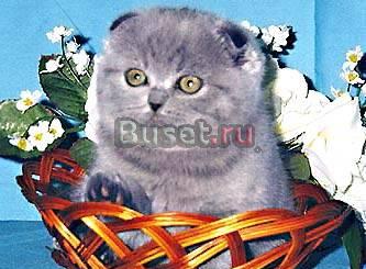 Вислоухие Котята  шиншиллы, голубые, чветные Москва