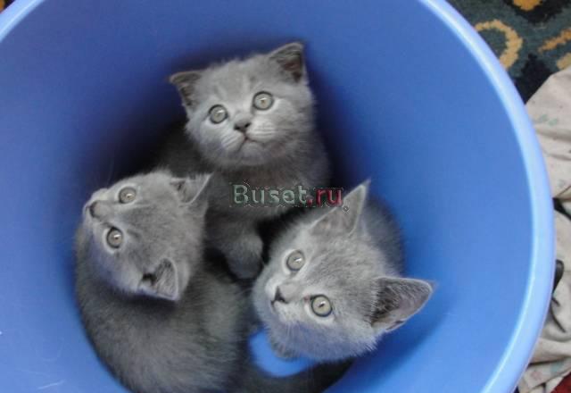 Британские голубые котята Москва