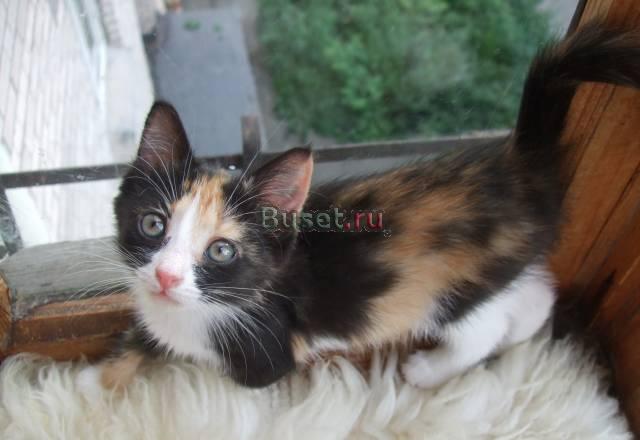 Отдается котенок - белочка Санкт-Петербург