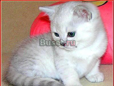 Британские  котята Серебристая шиншилла, голубые Москва
