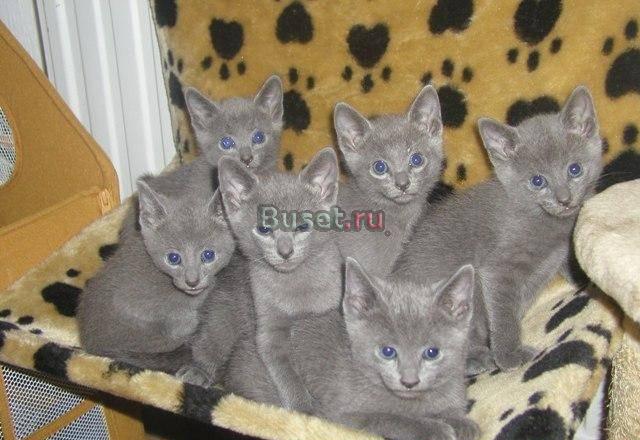 Русские голубые котята Санкт-Петербург