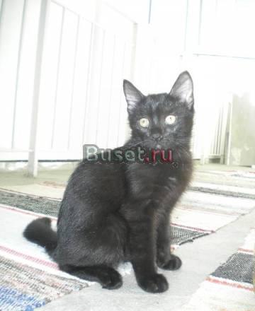 Котёнок ищет семью Екатеринбург