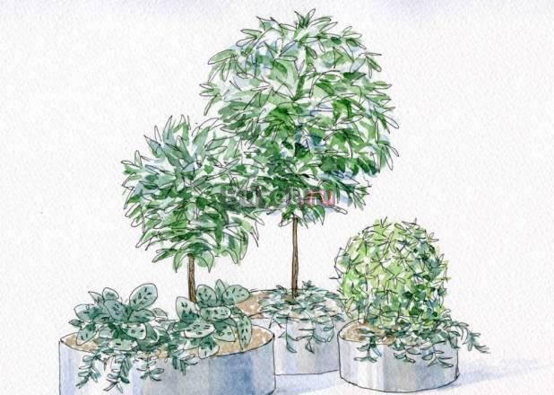 Фитодизайн и флористика Москва