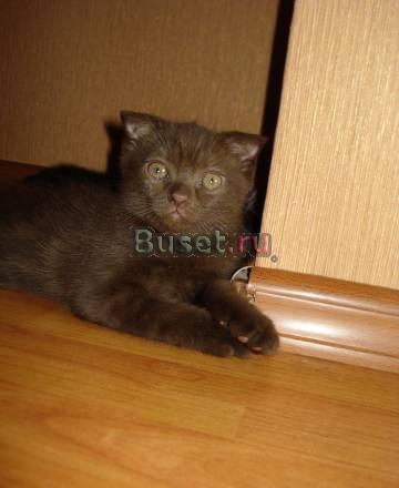 Котята с документами.не дорого Кинель