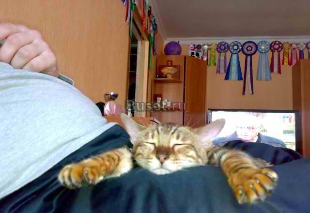 Бенгальские котята Москва