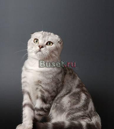 Шотландские котята Ростов-на-Дону