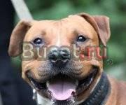 Питбуль в дар Москва