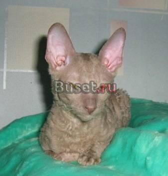 Корниш-рекс- кудрявые котята, редких окрасов Москва