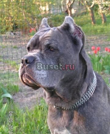 Скоро щенки кане корсо в Саратове Тольятти