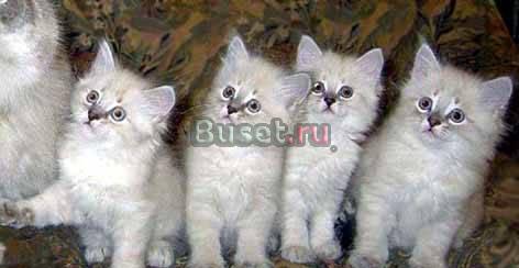 Котята из питомника, недорого Москва