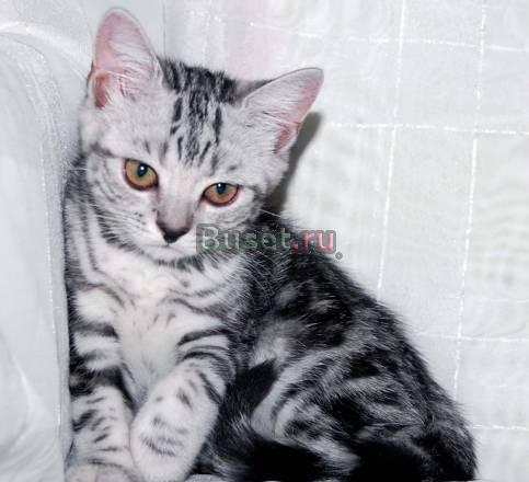 Шотландские страйт котята с родосл Волгоград