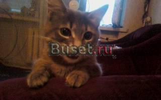 Молоденький,красивый котик отдам Москва