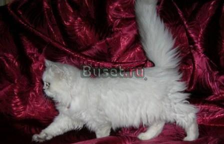 Персидские котята шиншилла и серебристые Москва