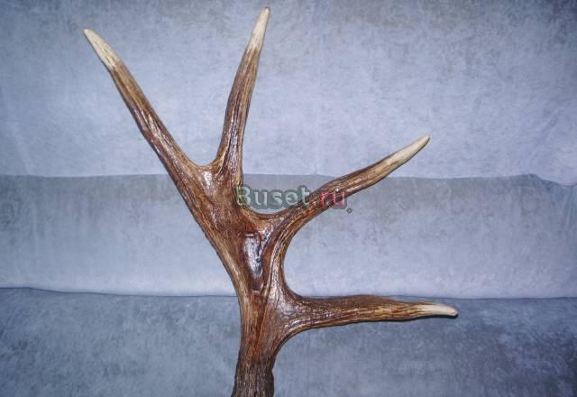 Рога лося Москва