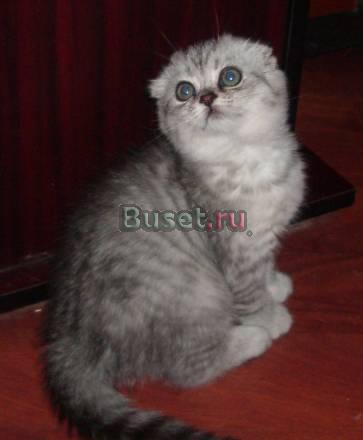 Супер цены на шотландских котят Москва