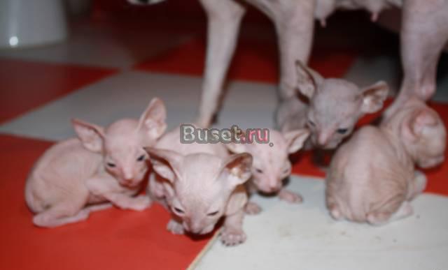 Продам котят сфинкса не дорого Красноярск