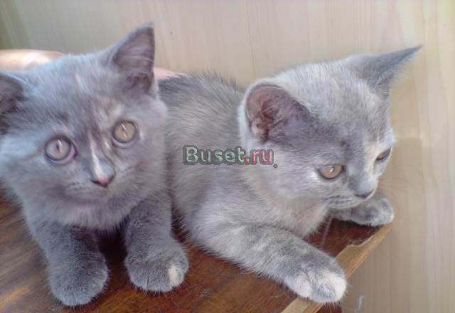 Продажа британского котенка Краснодар