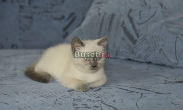 Британские котята Иркутск