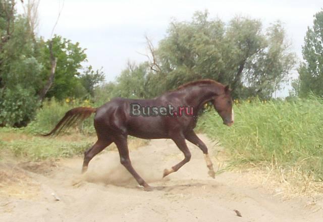 Англо-будёновский жеребец Астрахань