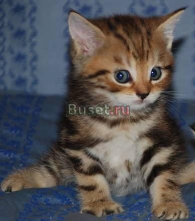 Шотландские  котята Москва