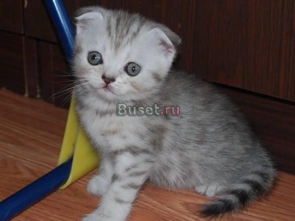 Шотландские  котята Подольск