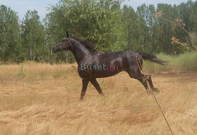 Кобыла Орловской рысистой породы Астрахань
