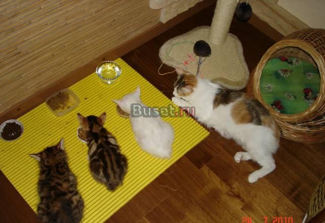 Котята шоу класса курилский бобтейль Красноярск
