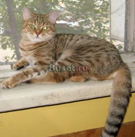 Кошки и кот-шотландцы Москва